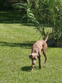 Gretel -  Weimaraner Dog for Adoption in Mobile, Alabama - Gretel | PetCurious