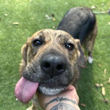 Lola -  Dutch Shepherd Dog for Adoption in Magnolia, Texas - Lola | PetCurious