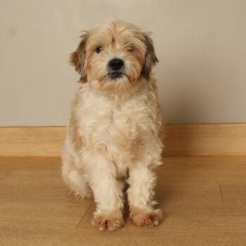 Muneca D71611 -  Shih Tzu Dog for Adoption in Minnetonka, Minnesota - Muneca D71611 | PetCurious