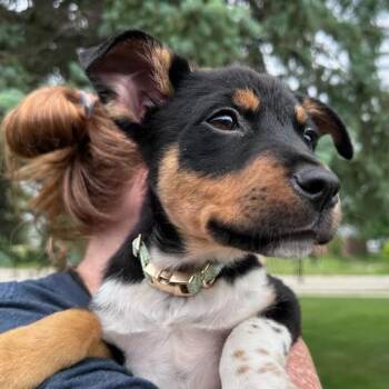 Waldorf D69766 -  Chihuahua and Cattle Dog Dog for Adoption in Minnetonka, Minnesota - Waldorf D69766 | PetCurious