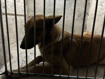 Rescue Australian Kelpie and Mixed Breed Dogs for Adoption in Louisville, Kentucky - ANOTHER LIZ | PetCurious