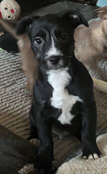 Wirehaired Terrier Dogs Available for Adoption in Longmont, Colorado - Shamrock | PetCurious