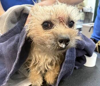 Terrier Dogs Available for Adoption in Thousand Palms, California - ZIM | PetCurious