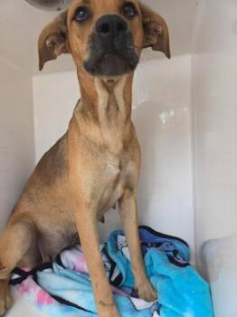 Dunkaroo -  Mixed Breed Dog for Adoption in Mobile, Alabama - Dunkaroo | PetCurious