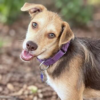 Adley -  Wirehaired Terrier and Mixed Breed Dog for Adoption in Boerne, Texas - Adley | PetCurious