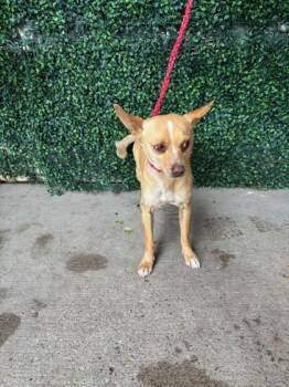 Chihuahua and Mixed Breed Dogs Available for Adoption - 60156122 | PetCurious