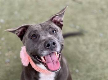 Pit Bull Terrier Dogs Available for Adoption - MYA | PetCurious