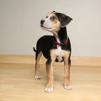 Rat Terrier Dogs Available for Adoption in Minnetonka, Minnesota - Shandy D68588 | PetCurious