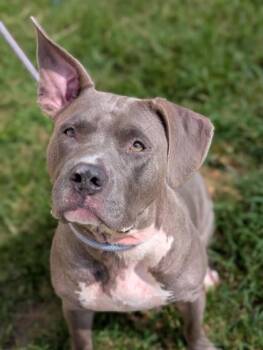 Daisy -  Pit Bull Terrier Dog for Adoption in Gulfport, Mississippi - Daisy | PetCurious