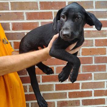 Coal -  Labrador Retriever and Mixed Breed Dog for Adoption in Walker, Michigan - Coal | PetCurious