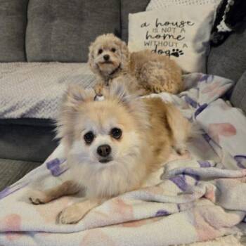 Dorothy -  Chihuahua Dog Available for Adoption in Hawkestone, Ontario - Dorothy | PetCurious