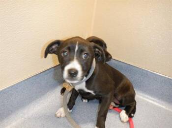 Pit Bull Terrier Dogs Available for Adoption in San Jose, California - SALT | PetCurious