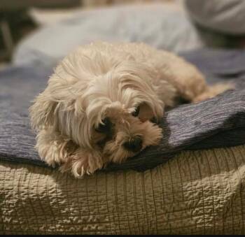 Camilla in TX -  Maltese Dog for Adoption in Cranston, Rhode Island - Camilla In TX | PetCurious