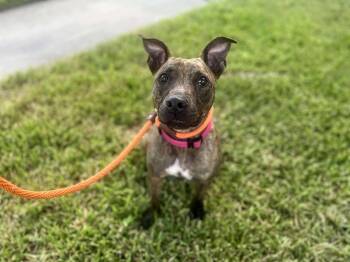Rescue Staffordshire Bull Terrier and Australian Cattle Dog Blue Heeler Dogs for Adoption in Humble, Texas - Alfalfa | PetCurious