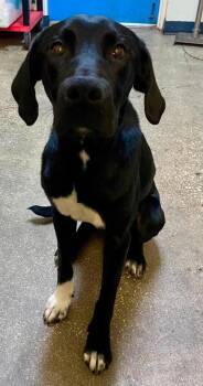 Bear -  Mixed Breed Dog for Adoption in Ocala, Florida - Bear | PetCurious