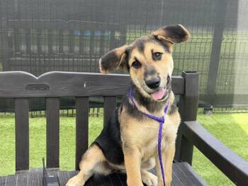 German Shepherd Dog Dogs Available for Adoption in Tustin, California - CALAMARI | PetCurious