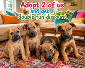 9 Puppies (7 female, 2 male) -  Labrador Retriever and Black And Tan Coonhound Dog for Adoption in Hickory, North Carolina - 9 Puppies (7 Female, 2 Male) | PetCurious