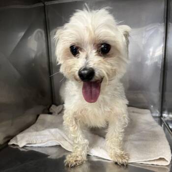 Orange -  Maltese Dog for Adoption in Northbrook, Illinois - Orange | PetCurious