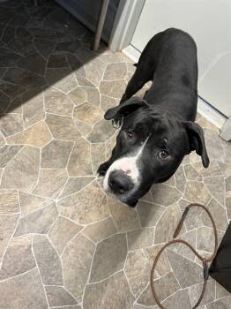 Rescue American Staffordshire Terrier and Labrador Retriever Dogs for Adoption in Chester, South Carolina - PICKLE | PetCurious