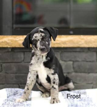 Frost -  Mixed Breed Dog for Adoption in Mobile, Alabama - Frost | PetCurious