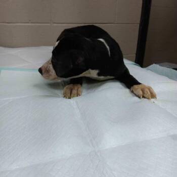 Pit Bull Terrier and Mixed Breed Dogs Available for Adoption - Fauna | PetCurious