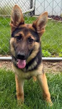 Pixie -  German Shepherd Dog Dog for Adoption in Lagrange, Indiana - Pixie | PetCurious