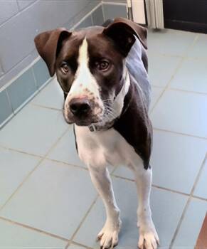 Roblox -  Mixed Breed Dog for Adoption in Nashville, Tennessee - Roblox | PetCurious