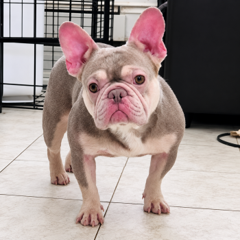 Sol -  French Bulldog Dog for Sale in Bay Shore, New York - Sol | PetCurious