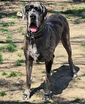 Aura -  Great Dane Dog for Sale in Bay Shore, New York - Aura | PetCurious