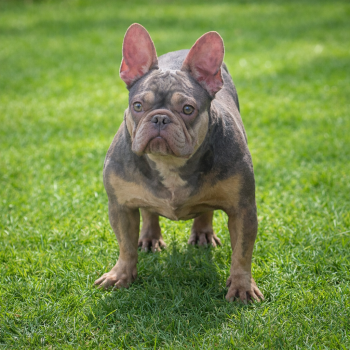 Sol -  French Bulldog Dog for Sale in Bay Shore, New York - Sol | PetCurious