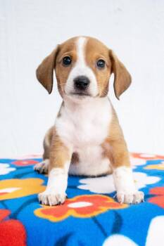Mario Litter - Luigi -  Dachshund and Mixed Breed Dog for Adoption in Savage, Minnesota - Mario Litter - Luigi | PetCurious