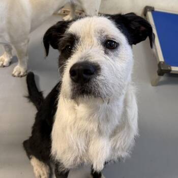 Wirehaired Terrier Dogs Available for Adoption in Kansas City, Missouri - Starsky | PetCurious