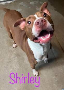 Shirley -  American Bulldog Dog for Adoption in Princeton, Indiana - Shirley | PetCurious