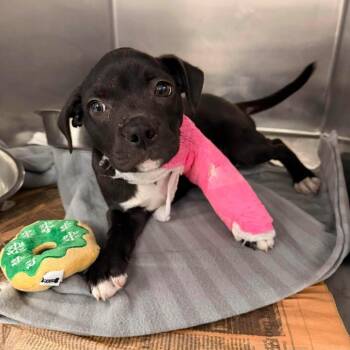 Mixed Breed Dogs Available for Adoption - Starlight | PetCurious