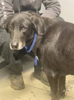 Rescue German Shepherd Dog and Labrador Retriever Dogs for Adoption in Tallahassee, Florida - MILLIE | PetCurious