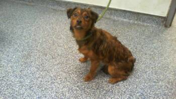 Mixed Breed Dogs Available for Adoption in Charlotte, North Carolina - A1264041 | PetCurious