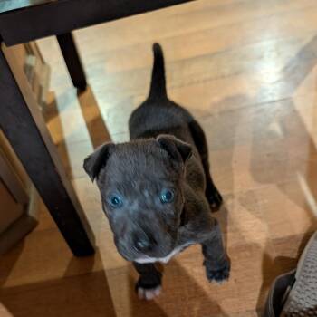 Mixed Breed Dogs Available for Adoption in Auburn, Alabama - Cinnamon | PetCurious