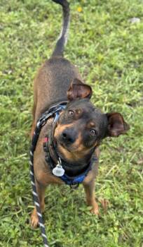 Rescue Black Mouth Cur and Mixed Breed Dogs for Adoption in Fort Lauderdale, Florida - FRITZ | PetCurious