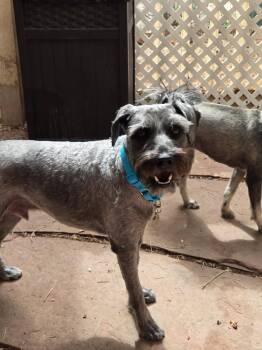 Odin & Freya -  Miniature Schnauzer Dog for Adoption in Lakewood, Colorado - Odin & Freya | PetCurious