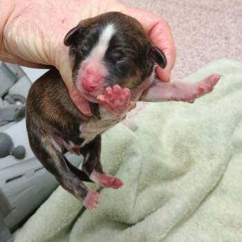 Mixed Breed Dogs Available for Adoption - Baby 5 | PetCurious