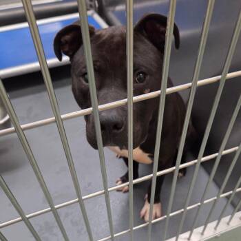 Mixed Breed Dogs Available for Adoption - Elvis | PetCurious