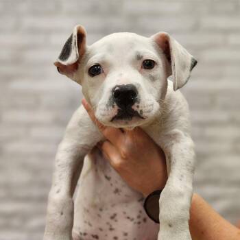 Nada -  Terrier Dog for Adoption in Montgomery, Alabama - Nada | PetCurious
