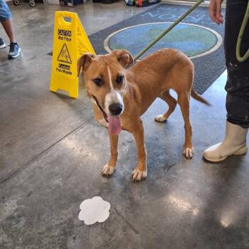 Rex -  Pit Bull Terrier Dog for Adoption in Gautier, Mississippi - Rex | PetCurious