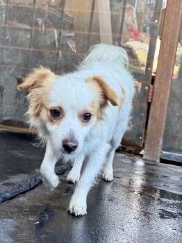 Benny -  Papillon Dog for Adoption in Tucson, Arizona - Benny | PetCurious