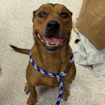 Marta -  Labrador Retriever and German Shepherd Dog Dog for Adoption in Des Moines, Iowa - Marta | PetCurious