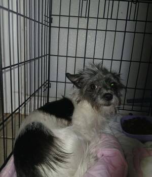 Yorkshire Terrier Dogs Available for Adoption in Grafton, Wisconsin - SPONSOR ME - Zoey | PetCurious
