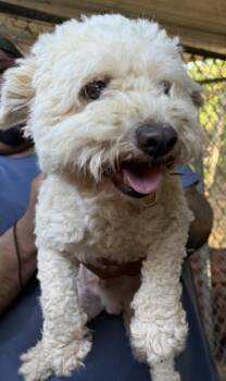 Jax -  Maltese and Poodle Dog for Adoption in New York, New York - Jax | PetCurious