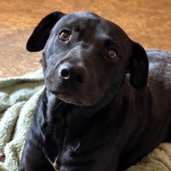 Darby -  Black Labrador Retriever Dog for Adoption in Copiague, New York - Darby | PetCurious
