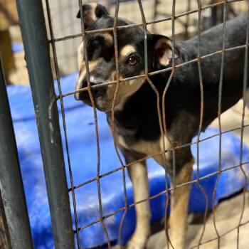 Kitty -  Shepherd and Mixed Breed Dog for Adoption in Fort Smith, Arkansas - Kitty | PetCurious