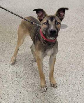 Layla -  Mixed Breed Dog for Adoption in Kansas City, Missouri - Layla | PetCurious